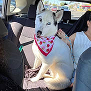 Chanel joined the competition — help win amazing prizes! dog, car, backseat, bandana, leash, white_dog, blue_eyes, person, seat, window, daylight, road, vehicle, fur, pet, companion, animal, sitting, curious, transportation
