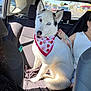 dog, car, backseat, bandana, leash, white_dog, blue_eyes, person, seat, window, daylight, road, vehicle, fur, pet, companion, animal, sitting, curious, transportation