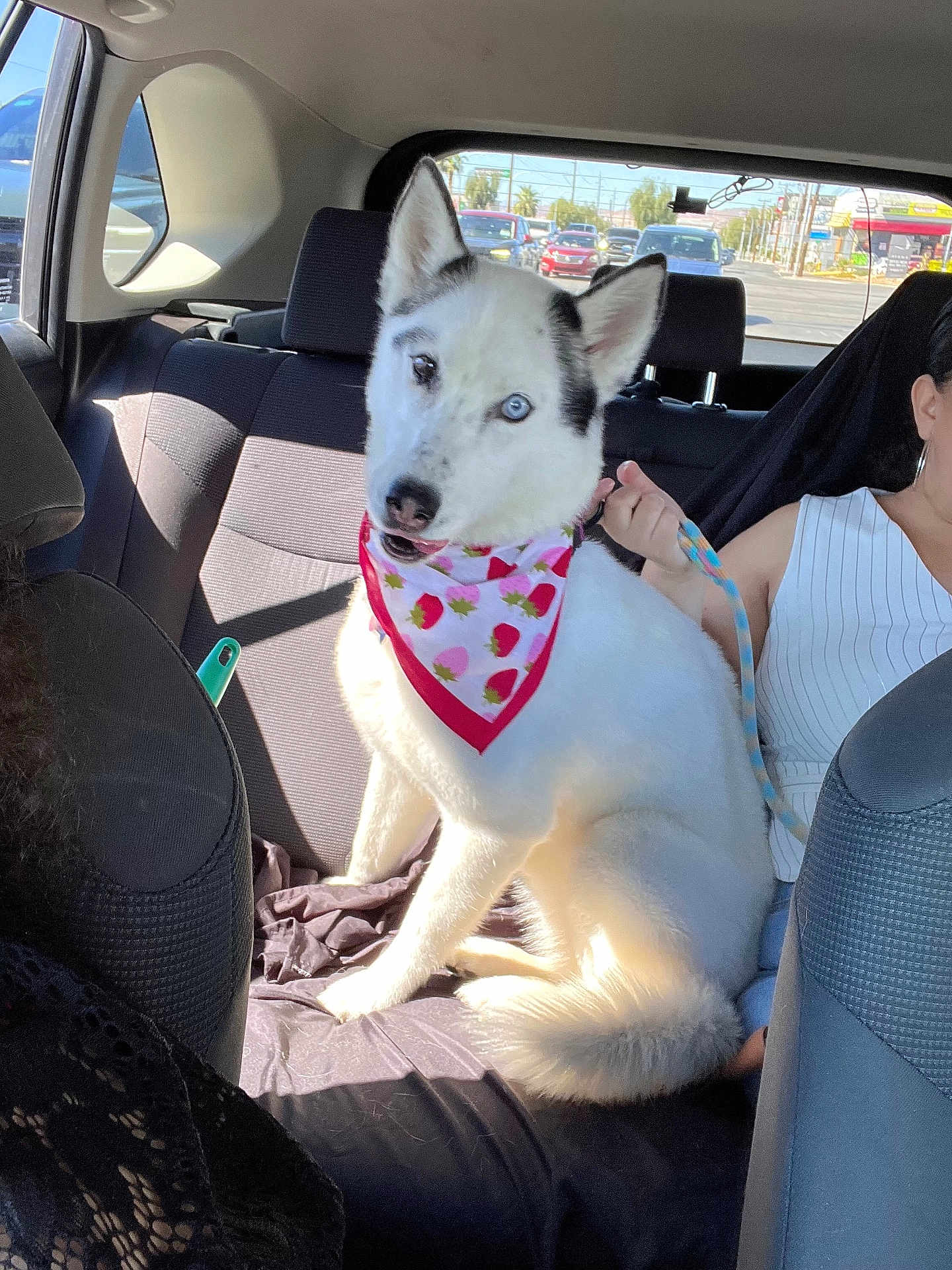 Chanel joined the competition — help win amazing prizes! dog, car, backseat, bandana, leash, white_dog, blue_eyes, person, seat, window, daylight, road, vehicle, fur, pet, companion, animal, sitting, curious, transportation