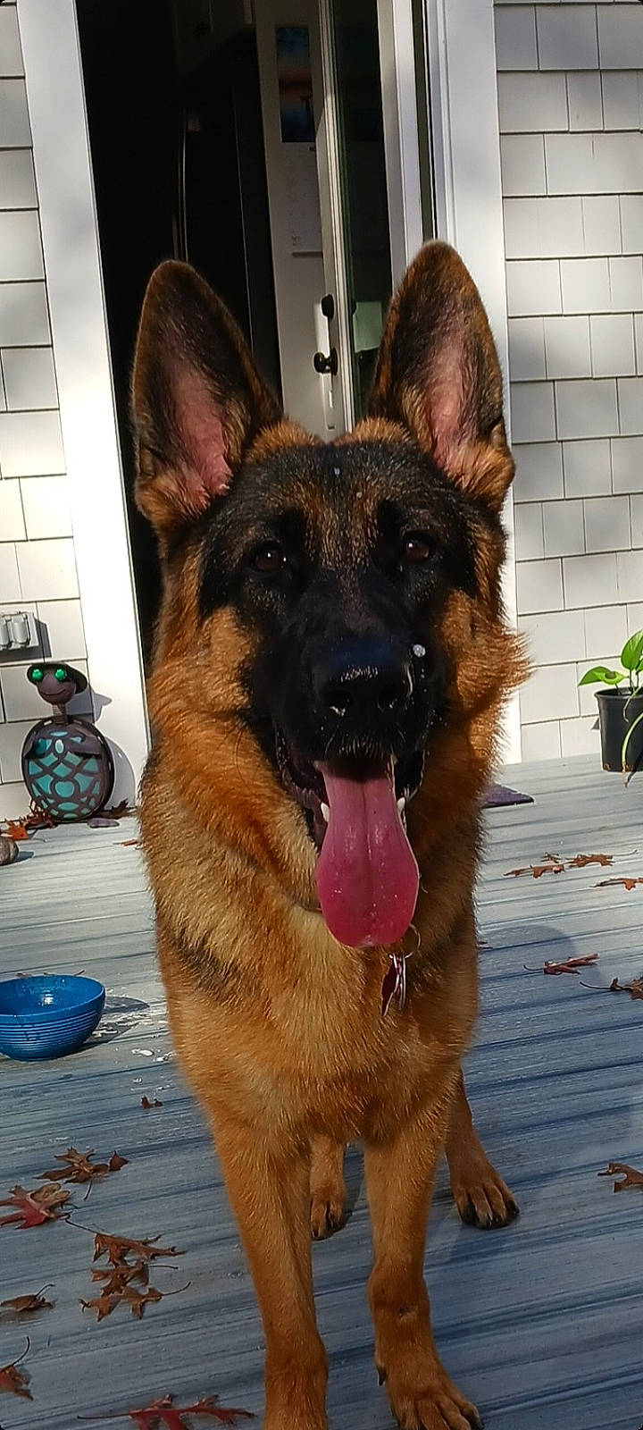 Nala is registered to the contest to win money with this photo: canidae, carnivore, collar, companion_dog, dog, dog_breed, east_european_shepherd, eye, fawn, flowerpot, german_shepherd_dog, herding_dog, houseplant, king_shepherd, old_german_shepherd_dog, pet_supply, plant, snout, sporting_group, working_dog