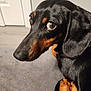 dog, dachshund, pet, black_and_tan, close_up, looking_back, indoor, carpet, floor, ears, fur, animal, cute, canine, portrait, companion, domestic, expression, brown_eyes, snout
