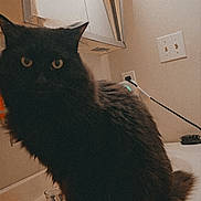 Mister is registered to the contest to win money with this photo: animal, bathroom, black_cat, cat, countertop, cute, domestic, eyes, feline, fluffy, fur, glass, household, indoor, mirror, orange, pet, pumpkin, reflection, sitting