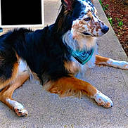Ajax joined the competition — help win amazing prizes! dog, bandana, side_view, speckled_fur, outdoor, concrete, sidewalk, resting, brown, black, white, fur, pet, animal, nature, garden, greenery, paws, ears, muzzle