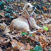 Ohana a rejoint le concours — aidez-le/la à gagner de superbes lots ! american_cocker_spaniel, carnivoran, companion_dog, dog, dog_breed, dog_like_mammal, english_cocker_spaniel, russian_spaniel, snout, spaniel, sporting_group