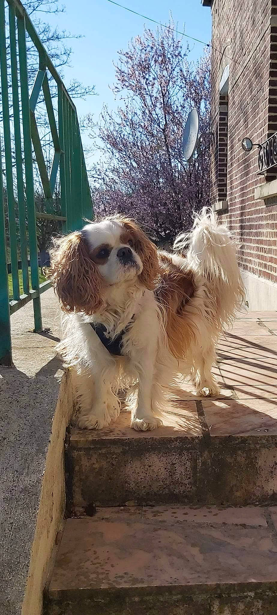 Bandy participe au concours pour gagner de l'argent avec cette photo : canidae, carnivore, cavalier_king_charles_spaniel, companion_dog, dog, dog_breed, fawn, fence, fur, gun_dog, king_charles_spaniel, liver, sky, snout, spaniel, sporting_group, toy_dog, tree, water_dog, working_animal