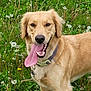 animal, canine, collar, dandelions, dog, field, friendly, fur, golden_retriever, grass, greenery, happy, mammal, nature, outdoor, pet, playful, summer, tongue, tongue_out