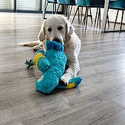 Vigo participe au concours pour gagner de l'argent avec cette photo : dog, puppy, toy, plush_toy, indoor, floor, wood_floor, white_dog, golden_retriever, pet, animal, chewing, playful, furniture, chair, table, modern, living_room, home, bright