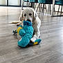 dog, puppy, toy, plush_toy, indoor, floor, wood_floor, white_dog, golden_retriever, pet, animal, chewing, playful, furniture, chair, table, modern, living_room, home, bright