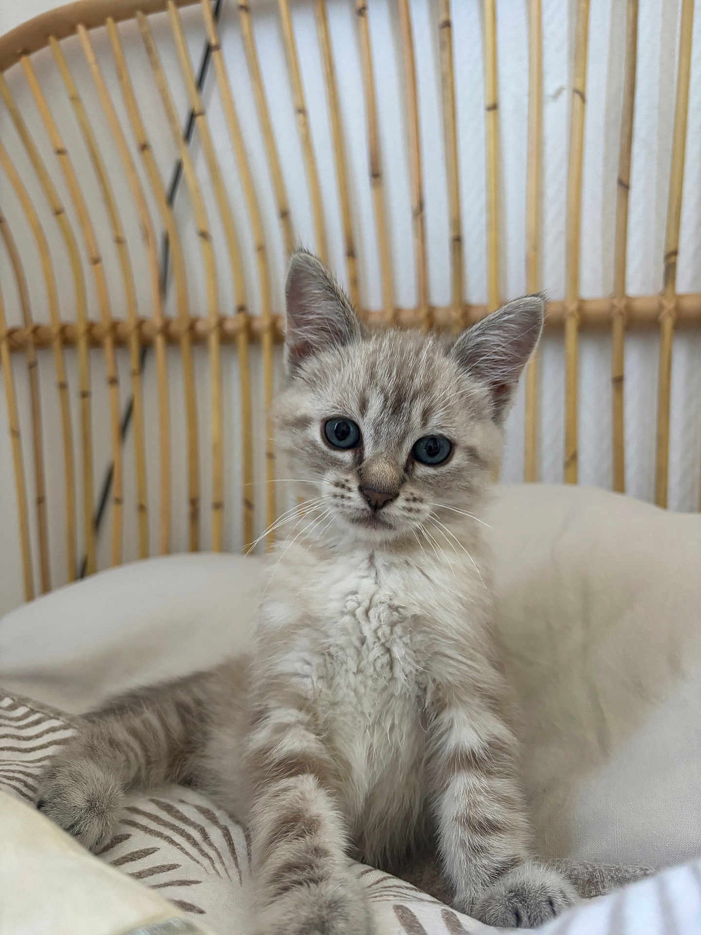 Abby a rejoint le concours — aidez-le/la à gagner de superbes lots ! kitten, cat, feline, blue_eyes, whiskers, fur, stripes, paws, bed, pillow, blanket, rattan_chair, wicker_headboard, indoor, cozy, portrait, close_up, pet, curious, soft_texture