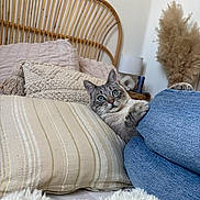 Abby a rejoint le concours — aidez-le/la à gagner de superbes lots ! cat, kitten, bed, pillow, blanket, rattan_headboard, denim, jeans, paw, whiskers, green_eyes, cozy, indoor, home_decor, lamp, pampas_grass, textured_pillow, fur, portrait, relaxing