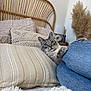 cat, kitten, bed, pillow, blanket, rattan_headboard, denim, jeans, paw, whiskers, green_eyes, cozy, indoor, home_decor, lamp, pampas_grass, textured_pillow, fur, portrait, relaxing
