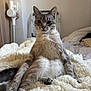 Abby participe au concours pour gagner de l'argent avec cette photo : cat, feline, pet, sitting, bed, blanket, fur, whiskers, ears, paws, tail, portrait, indoor, cozy, soft_texture, stare, relaxed, cute, home, natural_light