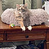 cat, fluffy, table, pillow, toy, board_games, uno, dominos, storage_bin, curtains, wooden_furniture, indoor, pet, relaxed, colorful, soft_texture, household, window, box, feline