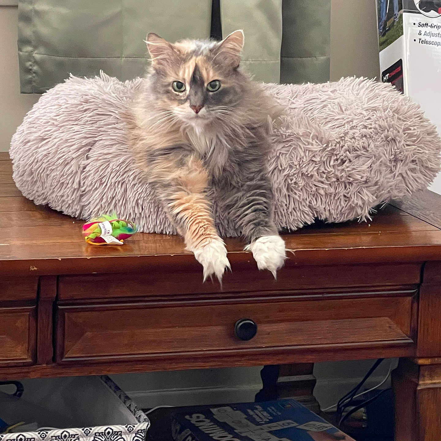 Princess joined the competition — help win amazing prizes! cat, fluffy, table, pillow, toy, board_games, uno, dominos, storage_bin, curtains, wooden_furniture, indoor, pet, relaxed, colorful, soft_texture, household, window, box, feline