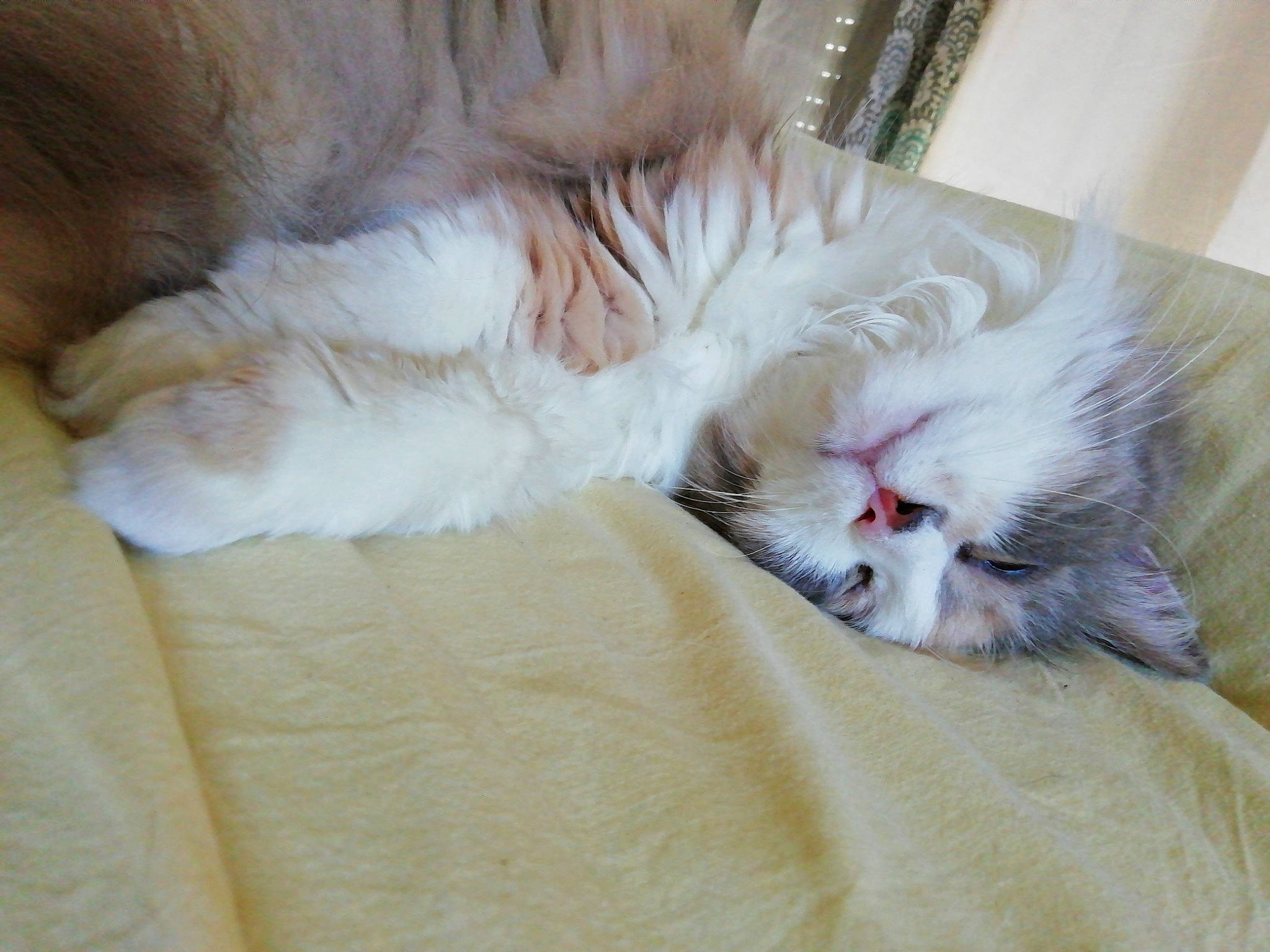 Maya participe au concours pour gagner de l'argent avec cette photo : british_longhair, carnivore, cat, claw, domestic_long_haired_cat, felidae, fur, kitten, munchkin, nap, norwegian_forest_cat, nose, paw, persian, polydactyl_cat, ragamuffin, ragdoll, sleep, small_to_medium_sized_cats, whiskers