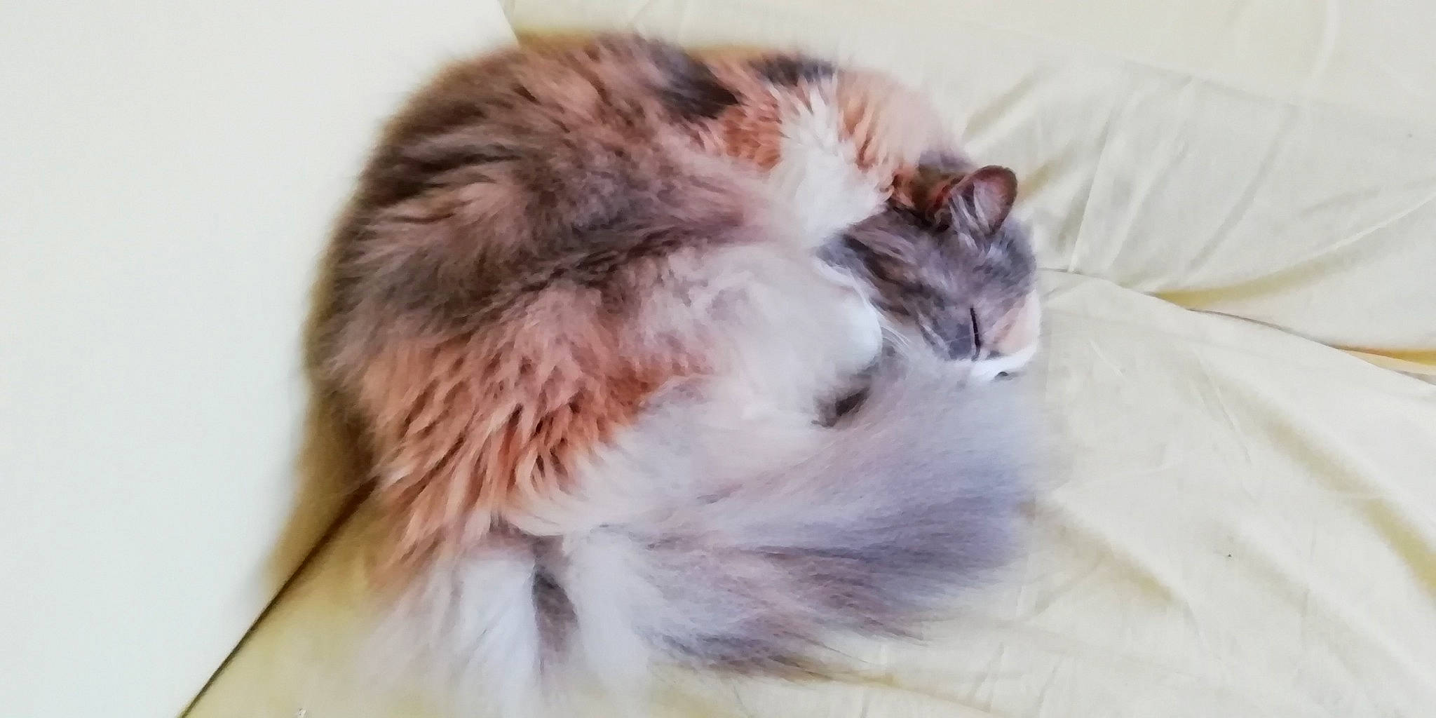 Maya a rejoint le concours — aidez-le/la à gagner de superbes lots ! american_curl, british_longhair, carnivore, cat, domestic_long_haired_cat, ear, felidae, fur, kitten, maine_coon, norwegian_forest_cat, ragamuffin, siberian, small_to_medium_sized_cats, tail, whiskers