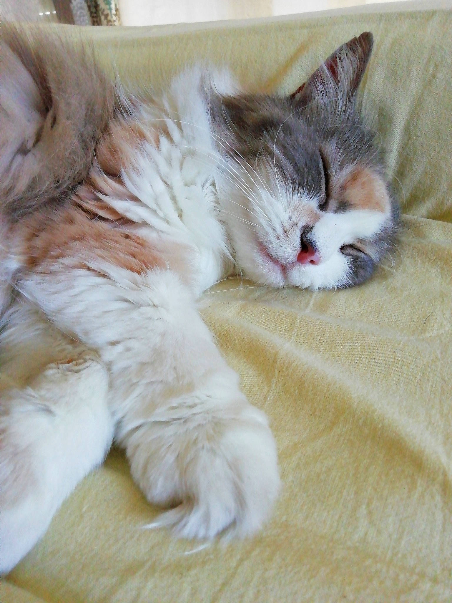 Maya a rejoint le concours — aidez-le/la à gagner de superbes lots ! british_semi_longhair, carnivore, cat, claw, ear, european_shorthair, felidae, fur, kitten, mammal, nap, norwegian_forest_cat, nose, paw, polydactyl_cat, ragamuffin, sleep, small_to_medium_sized_cats, tail, whiskers