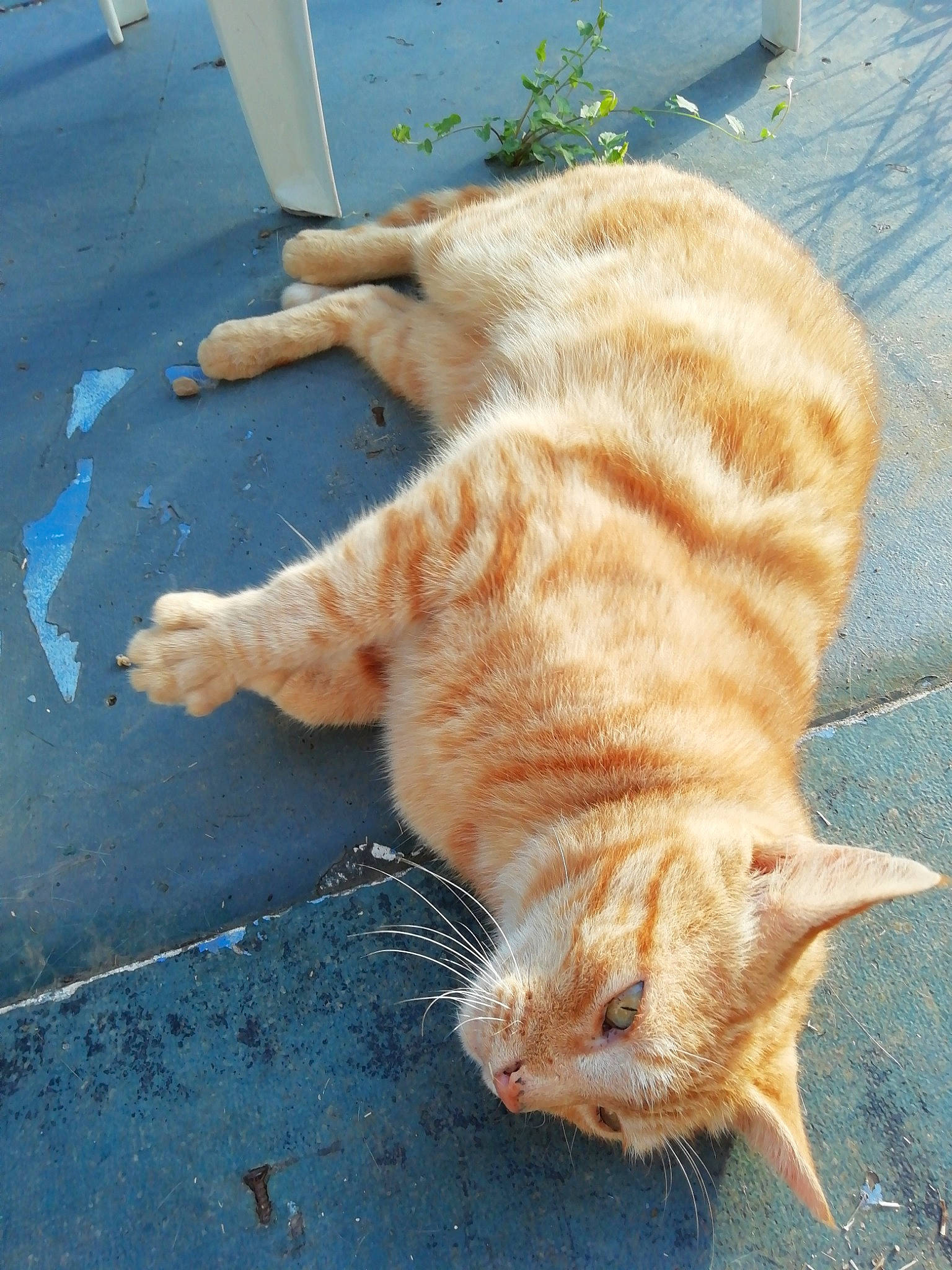 Rourou a rejoint le concours — aidez-le/la à gagner de superbes lots ! aegean_cat, arabian_mau, carnivore, cat, claw, domestic_short_haired_cat, european_shorthair, fawn, felidae, fur, german_rex, kitten, organism, polydactyl_cat, small_to_medium_sized_cats, snout, tabby_cat, tail, whiskers