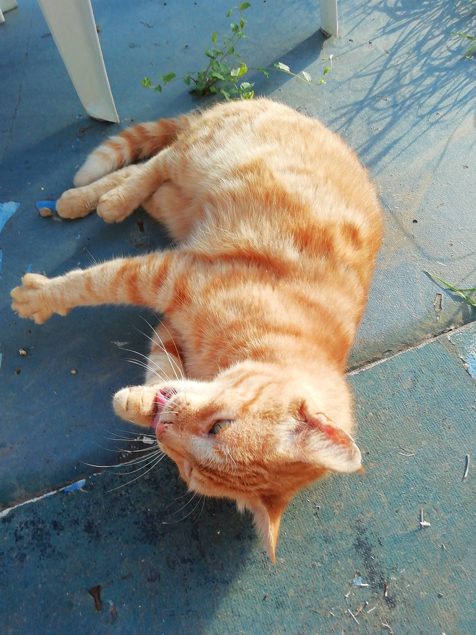 Rourou participe au concours pour gagner de l'argent avec cette photo : aegean_cat, carnivore, cat, claw, domestic_short_haired_cat, european_shorthair, fawn, felidae, fur, german_rex, organism, small_to_medium_sized_cats, snout, tabby_cat, tail, whiskers