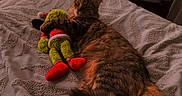 Atlas participe au concours pour gagner de l'argent avec cette photo : cat, tabby_cat, plush_toy, grinch_toy, bed, blanket, indoor, radiator, window, balcony, furniture, soft_texture, relaxed, pet, animal, cozy, sleepy, home, stuffed_animal, resting