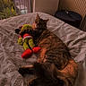 cat, tabby_cat, plush_toy, grinch_toy, bed, blanket, indoor, radiator, window, balcony, furniture, soft_texture, relaxed, pet, animal, cozy, sleepy, home, stuffed_animal, resting
