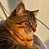 Atlas a rejoint le concours — aidez-le/la à gagner de superbes lots ! cat, tabby, pet, animal, feline, sunlight, relaxing, cozy, whiskers, paws, fur, indoor, closeup, resting, sleepy, texture, warm_light, side_view, cables, soft_background