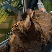 Atlas a rejoint le concours — aidez-le/la à gagner de superbes lots ! cat, tabby, pet, lap, sunlight, window, indoor, relaxing, hand, fingers, home, garden, chair, shadow, furniture, person, casual, comfort, cozy, daylight