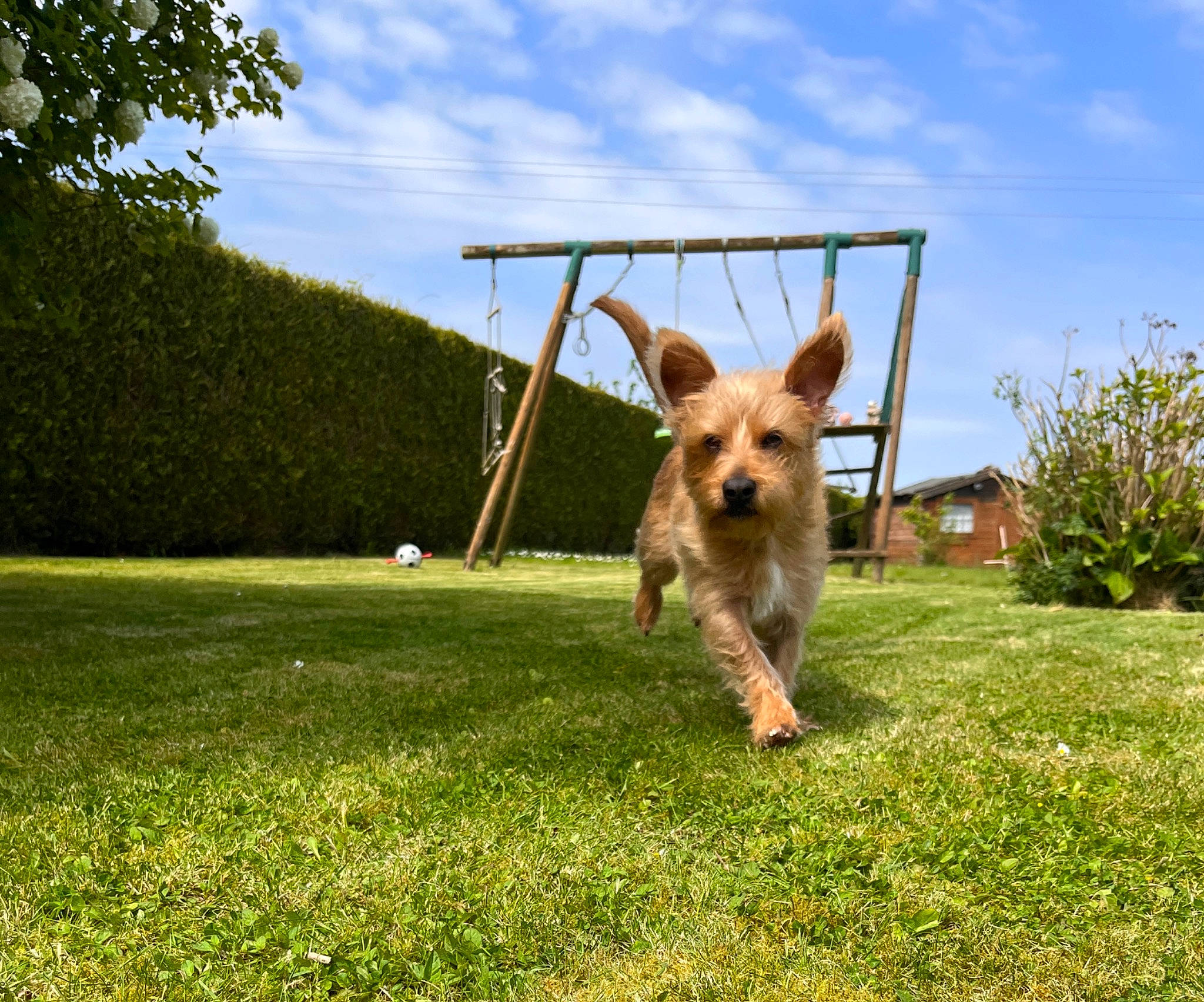 Ralph participe au concours pour gagner de l'argent avec cette photo : australian_terrier, carnivore, cloud, companion_dog, dog, dog_breed, dog_sports, fawn, grass, grassland, leisure, liver, plant, sky, small_terrier, tail, terrier, toy_dog, tree, working_animal