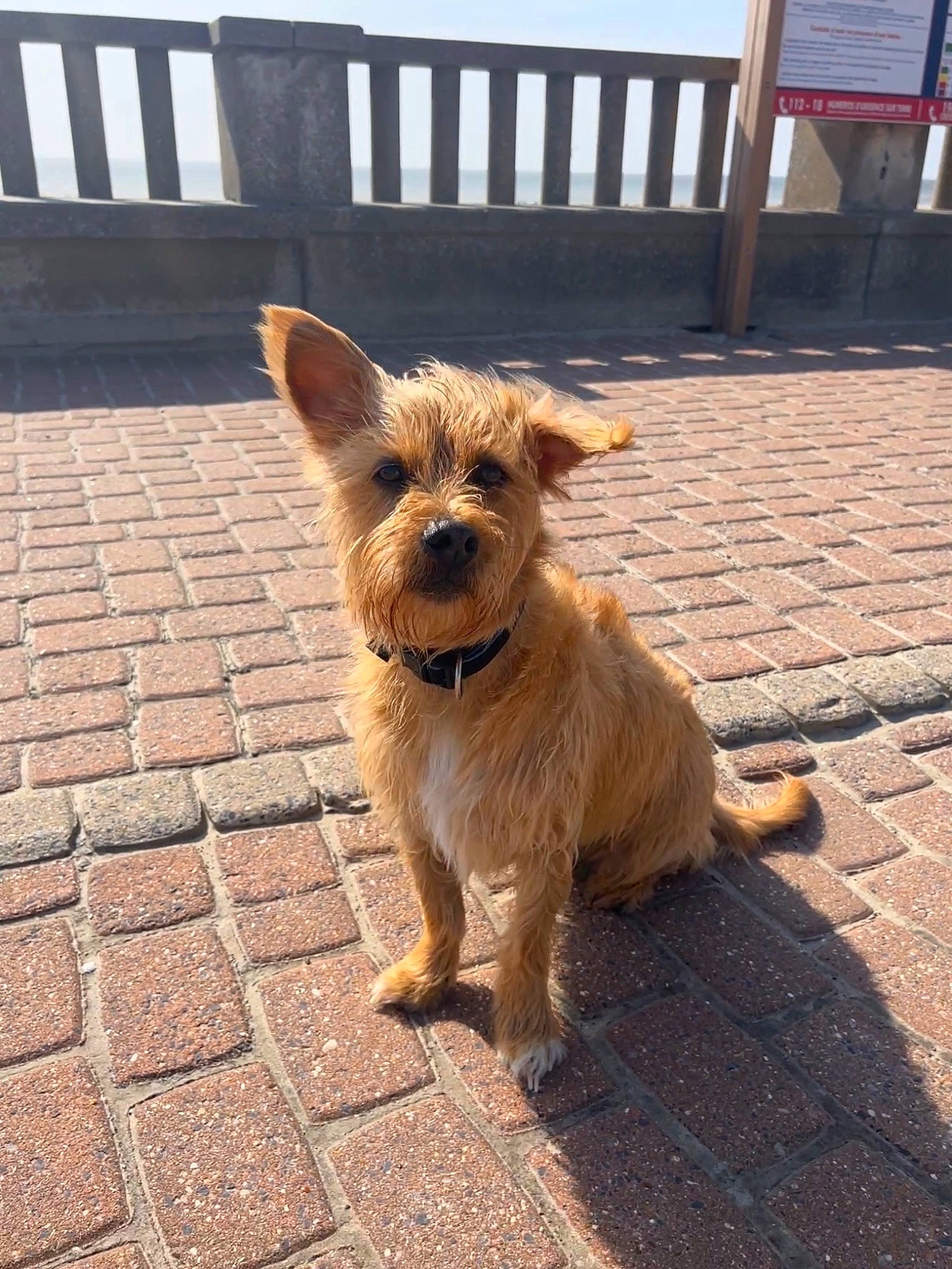 Ralph a rejoint le concours — aidez-le/la à gagner de superbes lots ! canidae, carnivore, collar, companion_dog, dog, dog_breed, dog_supply, fawn, flooring, fur, road_surface, small_terrier, snout, sporting_group, tail, terrestrial_animal, terrier, toy_dog, wood, working_animal