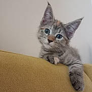 Myla participe au concours pour gagner de l'argent avec cette photo : kitten, cat, gray_tabby, curious, indoor, feline, pet, paw, couch, mustard_yellow, fur, whiskers, ears, young, domestic_cat, cute, animal, portrait, looking, playful