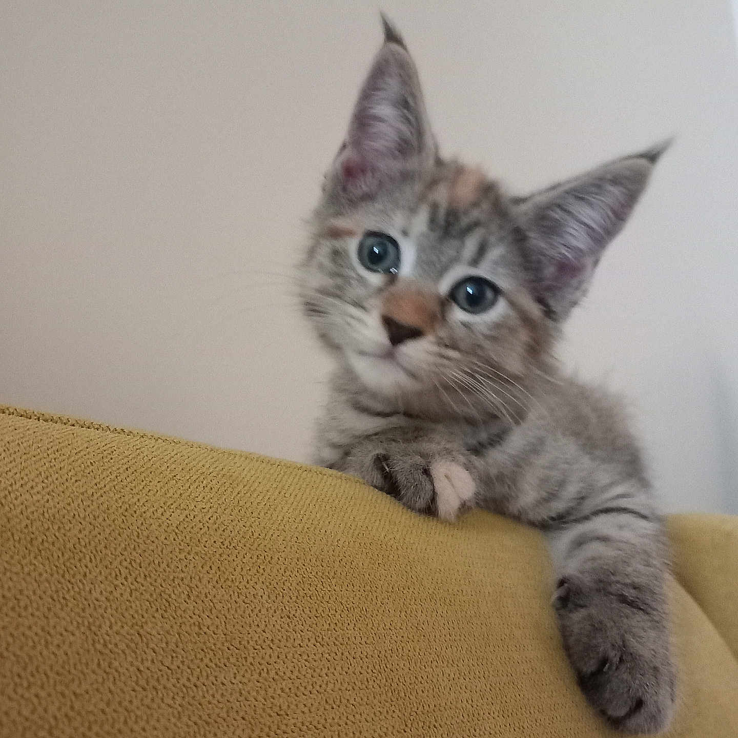 Myla participe au concours pour gagner de l'argent avec cette photo : animal, cat, couch, curious, cute, domestic_cat, ears, feline, fur, gray_tabby, indoor, kitten, looking, mustard_yellow, paw, pet, playful, portrait, whiskers, young
