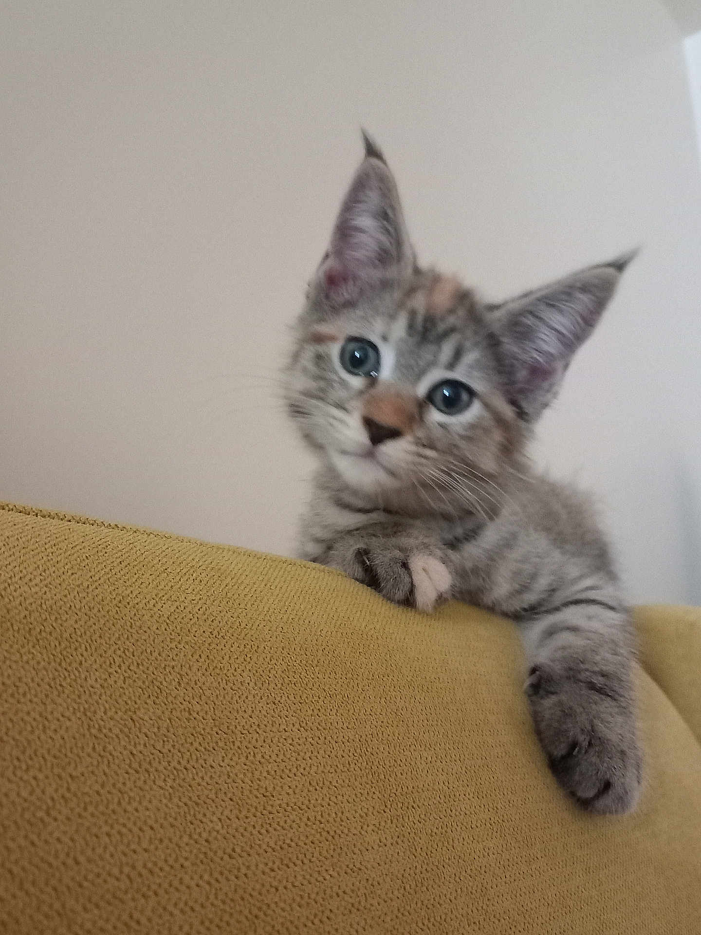 Myla participe au concours pour gagner de l'argent avec cette photo : kitten, cat, gray_tabby, curious, indoor, feline, pet, paw, couch, mustard_yellow, fur, whiskers, ears, young, domestic_cat, cute, animal, portrait, looking, playful