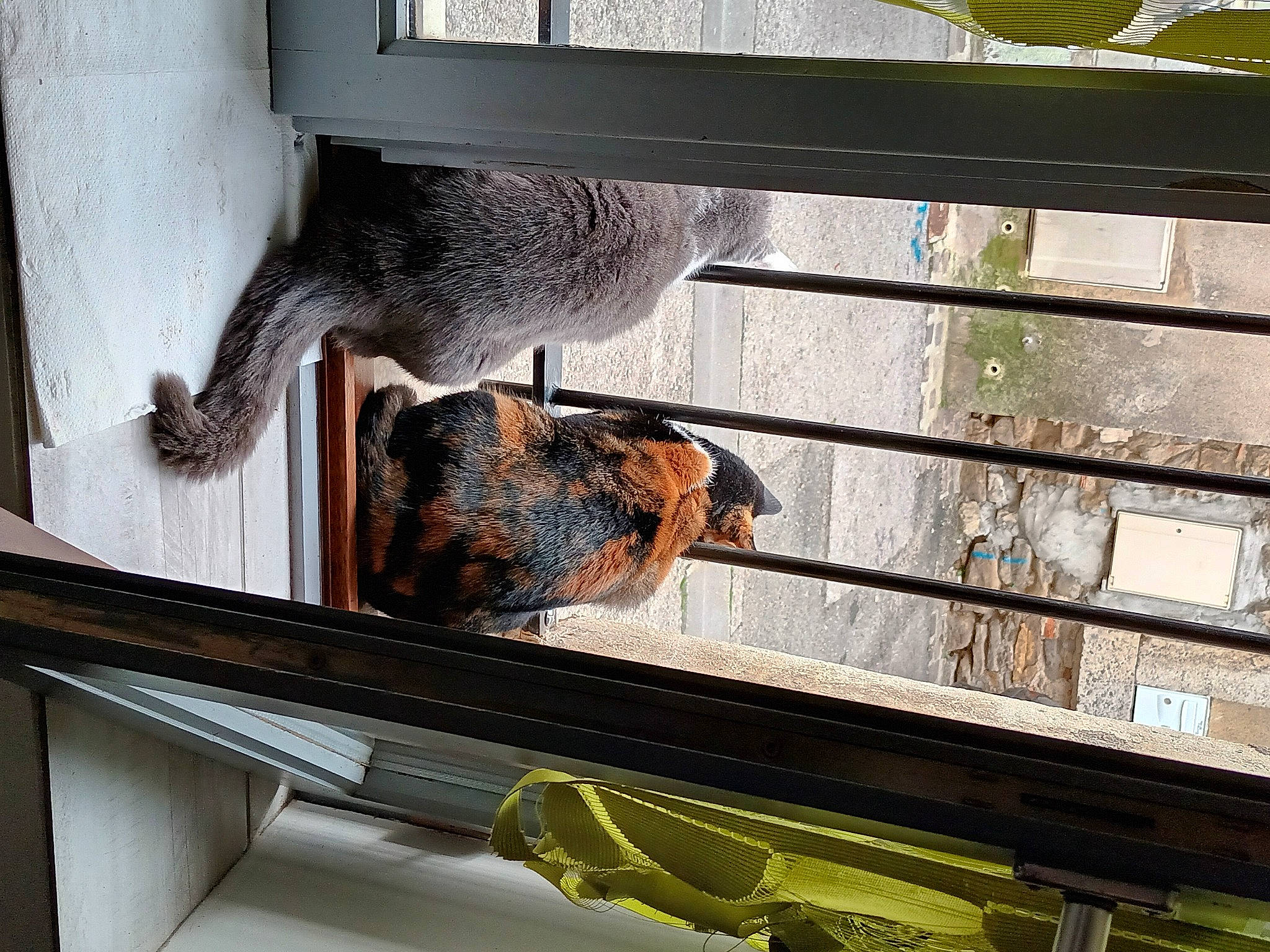 Elsa Et Bleuette participe au concours pour gagner de l'argent avec cette photo : automotive_exterior, fawn, fur, glass, hardwood, metal, pet_supply, phasianidae, plant, rectangle, snout, steel, tail, terrestrial_animal, whiskers, wildlife, window, wood