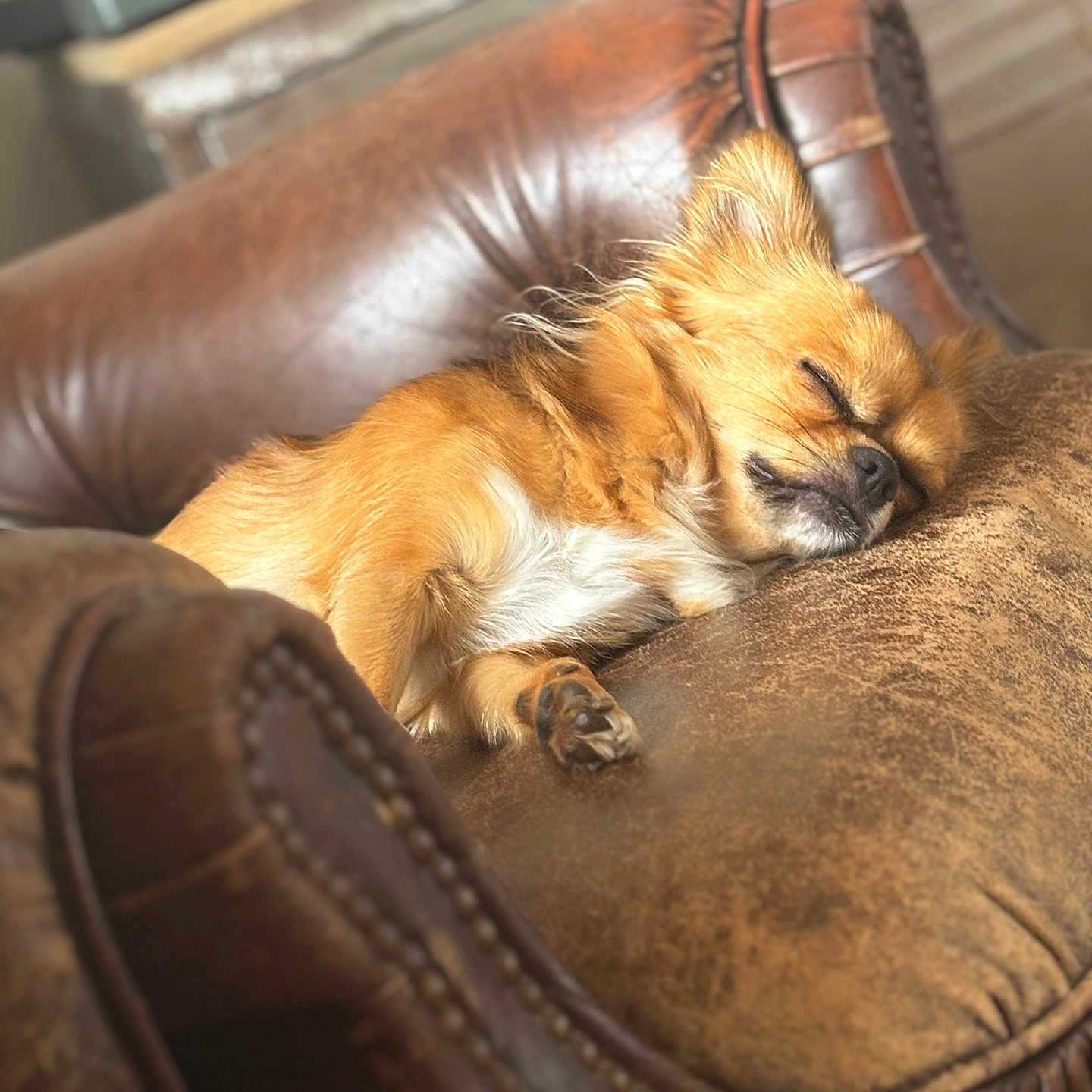 Staffi a rejoint le concours — aidez-le/la à gagner de superbes lots ! animal, architecture, armchair, building, canine, chair, cockerspaniel, couch, cushion, dog, furniture, homedecor, indoors, livingroom, papillon, person, pet, puppy, room, sleeping