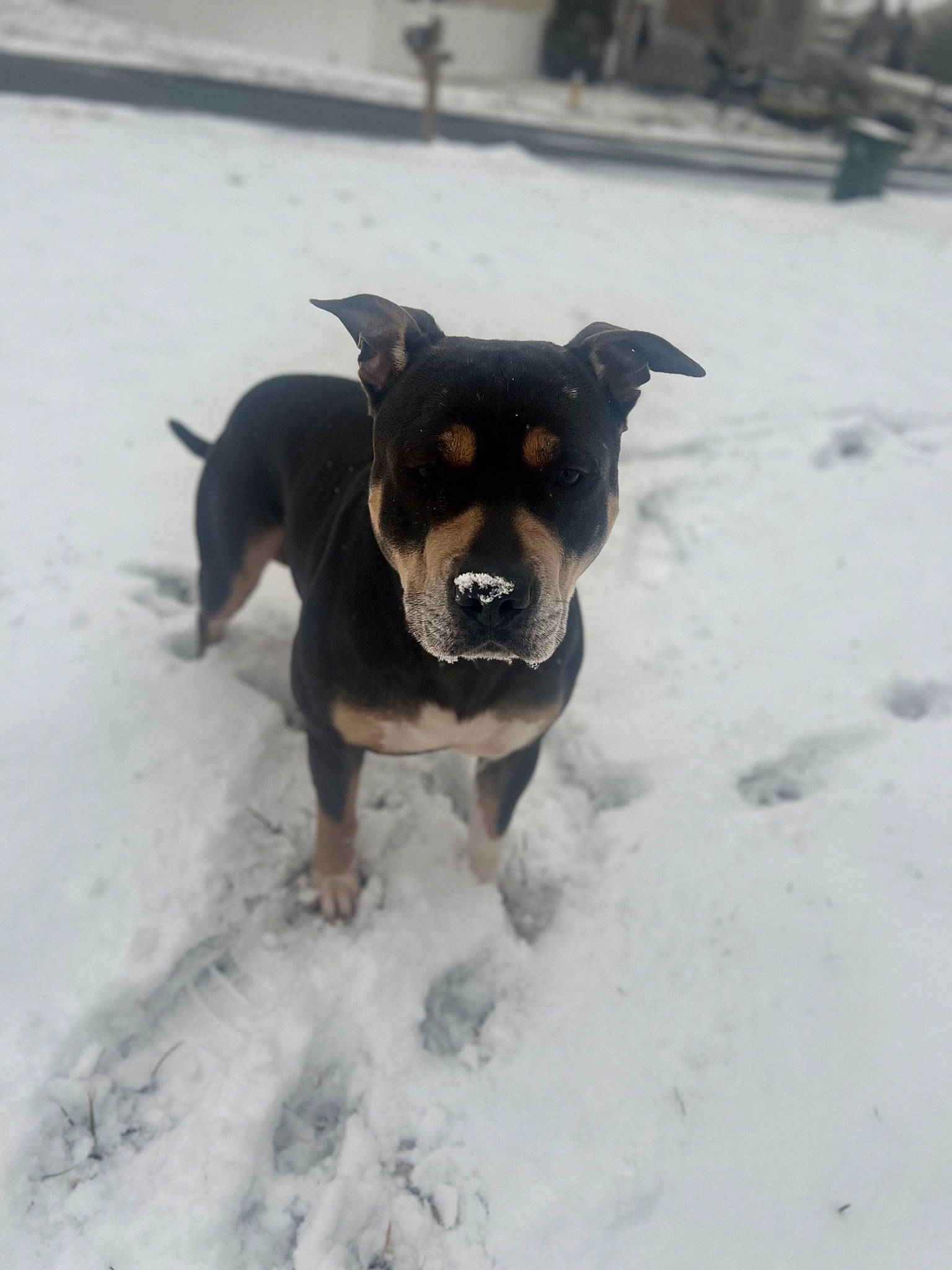 Sosa joined the competition — help win amazing prizes! canidae, carnivore, companion_dog, dog, dog_breed, dog_collar, fawn, freezing, guard_dog, pet_supply, prazsky_krysarik, precipitation, snout, snow, sporting_group, tail, toy_dog, winter, working_animal, working_dog