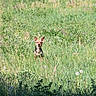 dog, grass, field, wildflowers, dandelions, nature, outdoor, animal, pet, greenery, summer, sunlight, plants, meadow, canine, alone, alert, small_dog, ears_up, standing