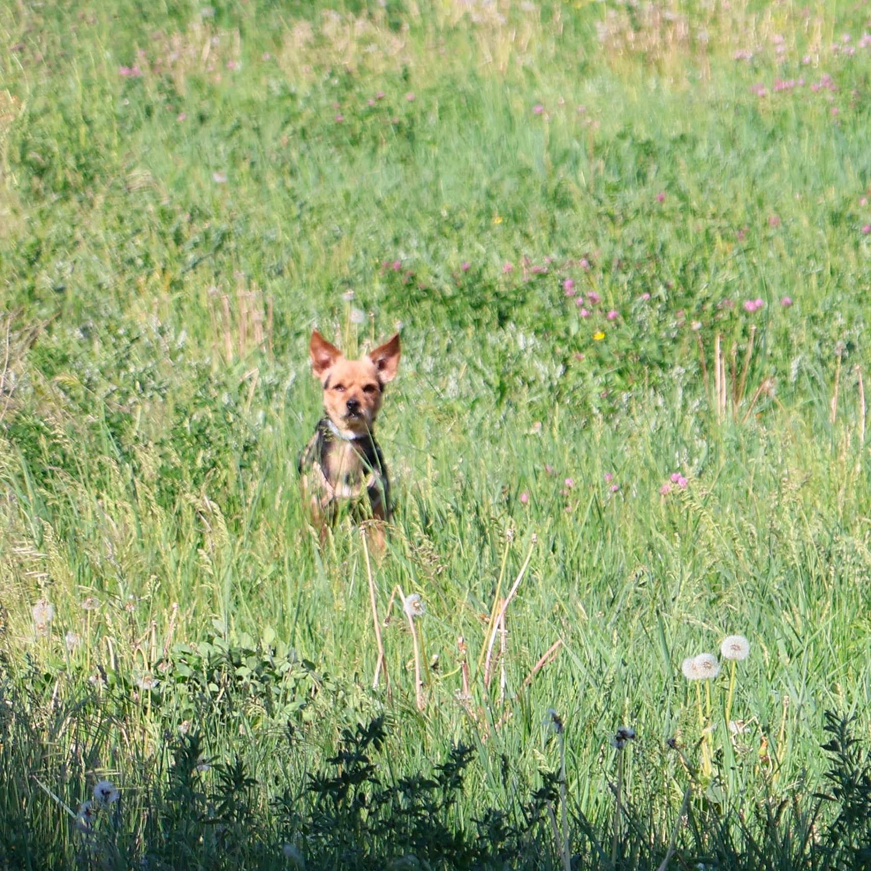 Mika a rejoint le concours — aidez-le/la à gagner de superbes lots ! dog, grass, field, wildflowers, dandelions, nature, outdoor, animal, pet, greenery, summer, sunlight, plants, meadow, canine, alone, alert, small_dog, ears_up, standing