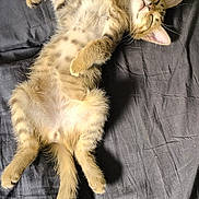 Azzaro participe au concours pour gagner de l'argent avec cette photo : kitten, cat, sleeping, bed, feline, tabby, fur, pet, relaxed, domestic_animal, whiskers, paw, tail, nap, cozy, indoor, resting, animal, cute, young