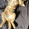 kitten, cat, sleeping, bed, feline, tabby, fur, pet, relaxed, domestic_animal, whiskers, paw, tail, nap, cozy, indoor, resting, animal, cute, young