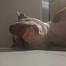 dog, pet, animal, bulldog, lying_down, upside_down, sleeping, relaxed, wrinkled, jowls, close_up, indoor, kitchen, home, floor, tile, clock, cabinets, natural_light, funny