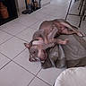 dog, pet, animal, lying_down, belly_up, playful, funny, portrait, indoor, home, tile_floor, blanket, furniture, chair, vacuum_cleaner, plant, relaxed, short_hair, brown_and_white, camera_gaze