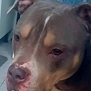 Nala a rejoint le concours — aidez-le/la à gagner de superbes lots ! dog, pitbull, pet, close_up, portrait, face, muzzle, nose, ear, brown_coat, white_marking, indoor, tiled_floor, large_dog, sad_expression, companion, canine, whiskers, spotted_nose, soft_lighting