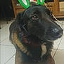 dog, pet, indoor, tile_floor, headband, bunny_ears, santa_hat, black_fur, paws, closeup, portrait, brown_eyes, snout, collar, wooden_cabinet, shelf, living_room, accessory, calm, tiles