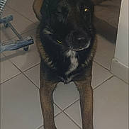 Pharos a rejoint le concours — aidez-le/la à gagner de superbes lots ! dog, pet, bunny_ears, headband, indoor, tiled_floor, paws, collar, wink, glowing_eye, costume, flash, mobile_screenshot, gallery_ui, thumbnails, floor_tile, furniture, doorway, home, portrait