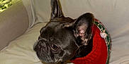 Luna is registered to the contest to win money with this photo: dog, french_bulldog, pet, sweater, red, holiday, christmas, couch, white, indoor, cozy, cute, animal, ears, fur, looking, side_view, paw, small_dog, decorations