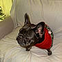 dog, french_bulldog, pet, sweater, red, holiday, christmas, couch, white, indoor, cozy, cute, animal, ears, fur, looking, side_view, paw, small_dog, decorations