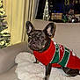 Luna joined the competition — help win amazing prizes! dog, french_bulldog, sweater, christmas, holiday, couch, blanket, indoor, decorations, tree, lights, festive, pet, animal, cute, cozy, winter, portrait, furniture, ears