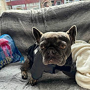 Luna joined the competition — help win amazing prizes! french_bulldog, dog, pet, jacket, couch, blanket, indoor, window, house, pillow, plush, animal, fur, face, ears, eyes, resting, cozy, home, daylight