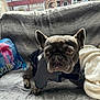 french_bulldog, dog, pet, jacket, couch, blanket, indoor, window, house, pillow, plush, animal, fur, face, ears, eyes, resting, cozy, home, daylight