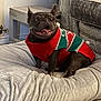 Luna is registered to the contest to win money with this photo: dog, french_bulldog, sweater, red_sweater, green_sweater, pet_bed, dog_bed, indoor, floor, wooden_floor, couch, gray_couch, side_table, happy, tongue_out, smiling, seated, plush, cozy, festive